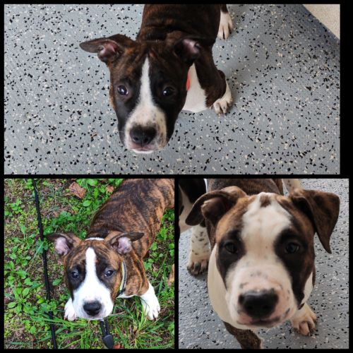 Américain staffordshire terrier sevré puce vac