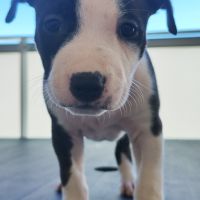 Américain staffordshire terrier #2