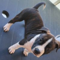 Américain staffordshire terrier #4