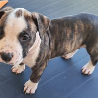 Américain staffordshire terrier #6