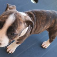 Américain staffordshire terrier #8