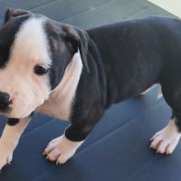 Américain staffordshire terrier #9