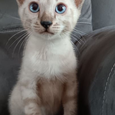 Chaton bengal #6
