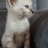 Chaton bengal
