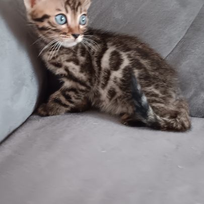 Chaton bengal #2