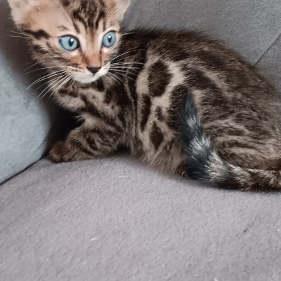 Chaton bengal #3
