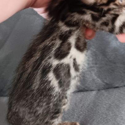 Chaton bengal #0