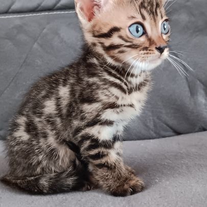 Chaton bengal #1