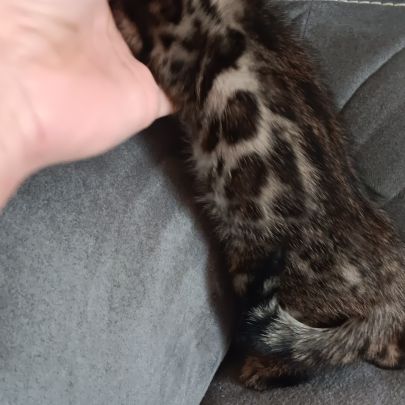 Chaton bengal #4