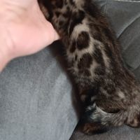 Chaton bengal #4