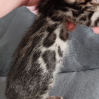 Chaton bengal #5