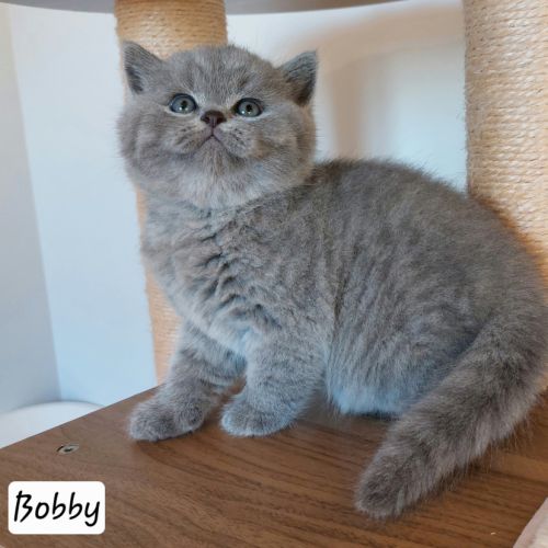 Chatons british shorthair
