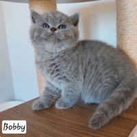 Chatons british shorthair #0