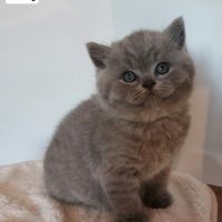 Chatons british shorthair #2