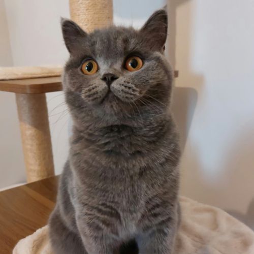 Chaton british shorthair
