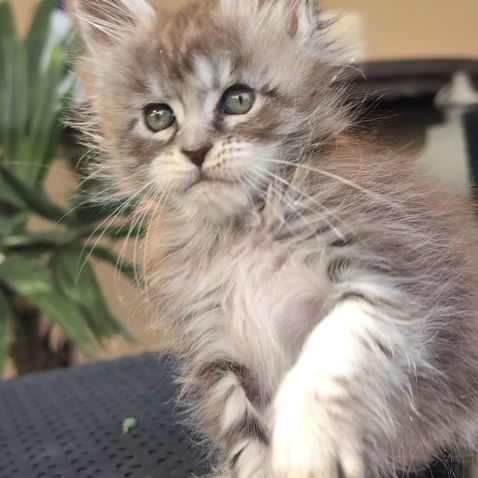 Jolie demoiselle maine coon loof #2