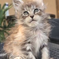 Jolie demoiselle maine coon loof #0
