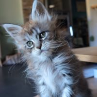 Jolie demoiselle maine coon loof #3