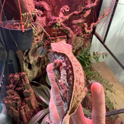 Gecko à crête femelle  extreme harlequin 2 ans