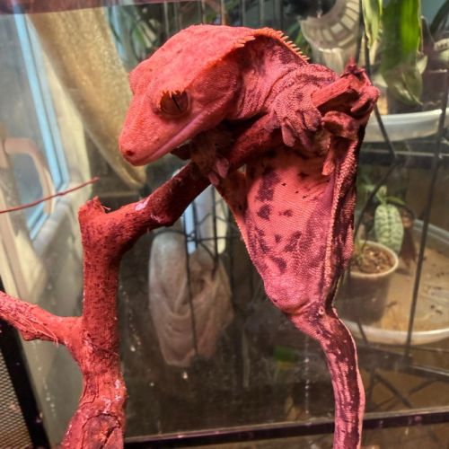 Gecko à crête femelle  extreme harlequin 2 ans #3