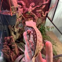 Gecko à crête femelle  extreme harlequin 2 ans #0