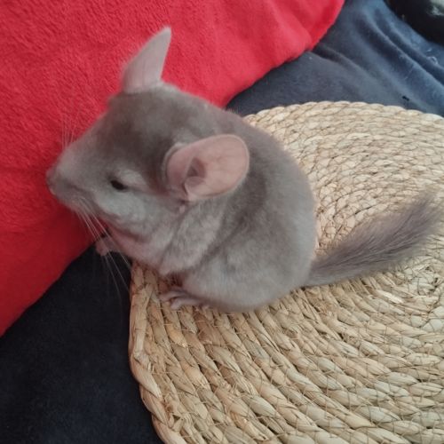 Chinchilla #2