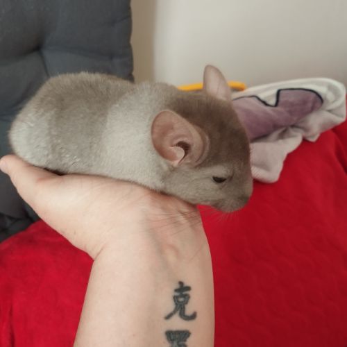 Chinchilla