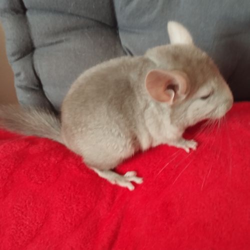 Chinchilla #4