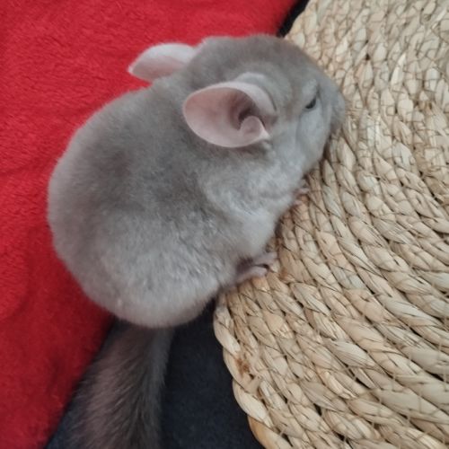 Chinchilla #5