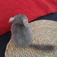 Chinchilla #1