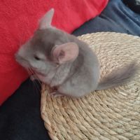 Chinchilla #2