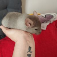 Chinchilla #0