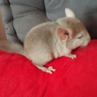 Chinchilla #4
