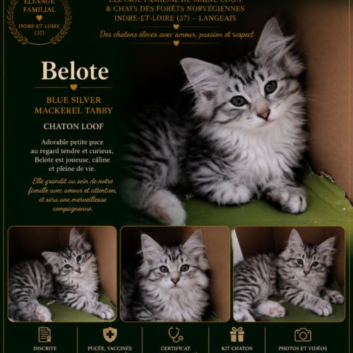 Chat norvegien femelle