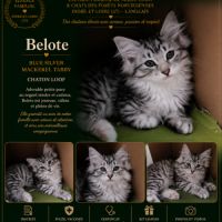 Chat norvegien femelle