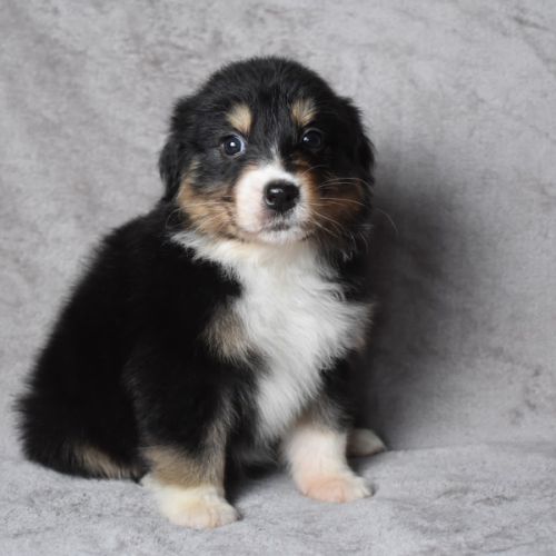 Chiots berger australien lof à réserver #7