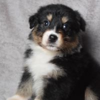 Chiots berger australien lof à réserver #5