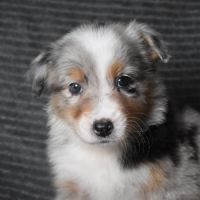 Chiots berger australien lof à réserver #8