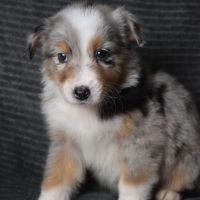 Chiots berger australien lof à réserver #10