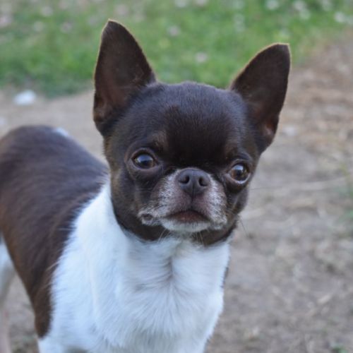 Chihuahua lof adulte #0