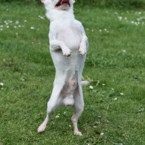 Chihuahua lof adulte #4