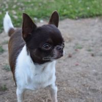 Chihuahua lof adulte #1