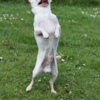 Chihuahua lof adulte #4