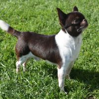 Chihuahua lof adulte #5