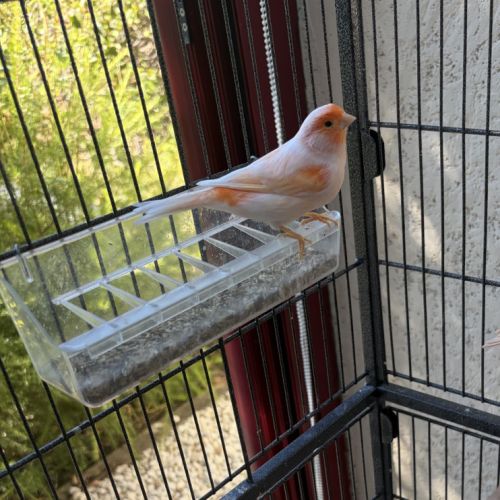 A vendre canaris