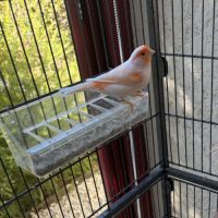 A vendre canaris