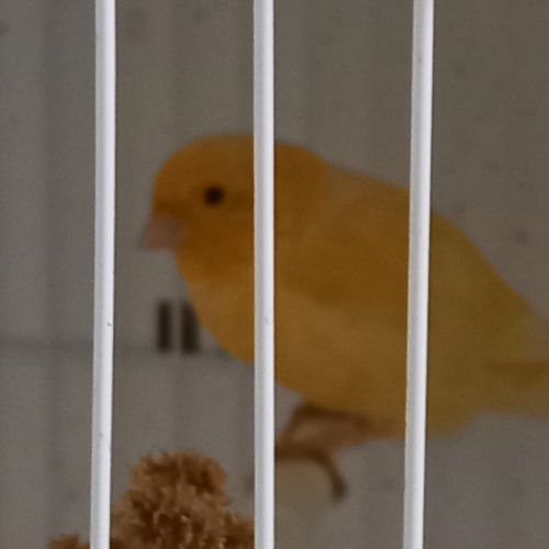 Canaris 2026 #1