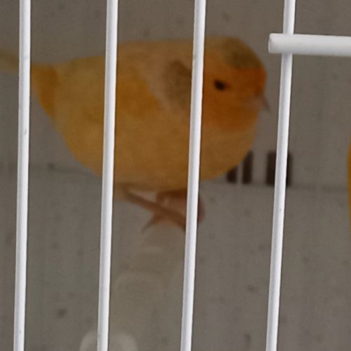 Canaris 2026 #2
