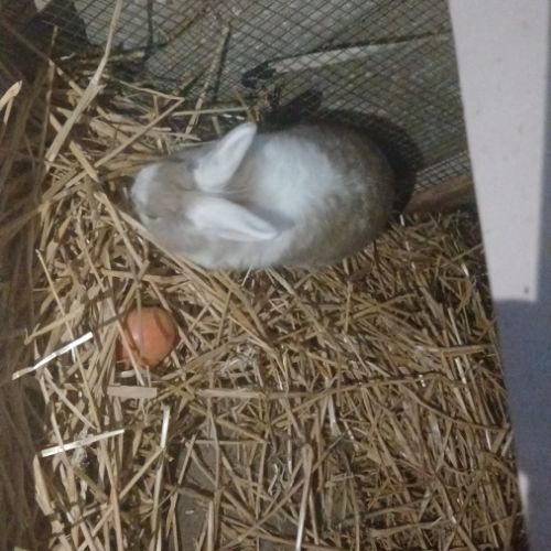 Lapin différente race #5