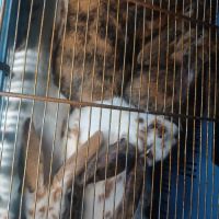 Lapin différente race